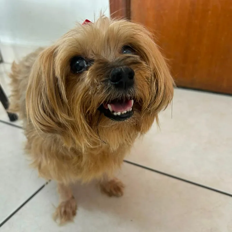 Cissa, Acompanhamento nutricional pós-insulinoma, paciente da ALIMENTA